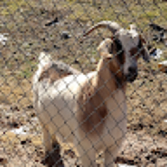 Meet your Posher, Albert - Picture 1 of 1